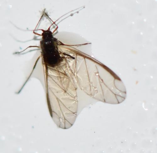 Myzus sp.